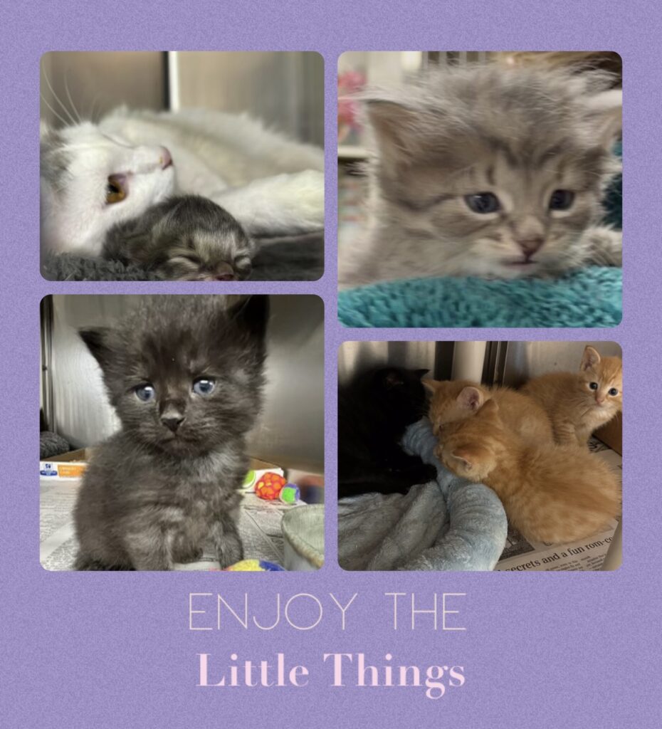 Our Kittens Need Your Help!