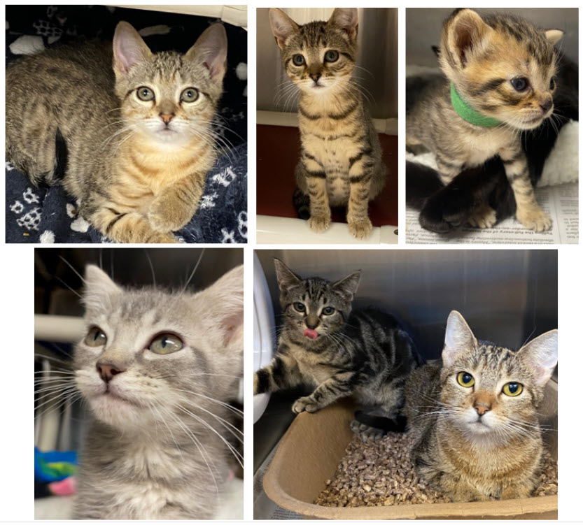 Wow! Another 20+ Cat Intake from a Hoarding Situation