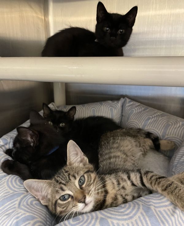 Event: You’re Invited to Our Kitten Shower!