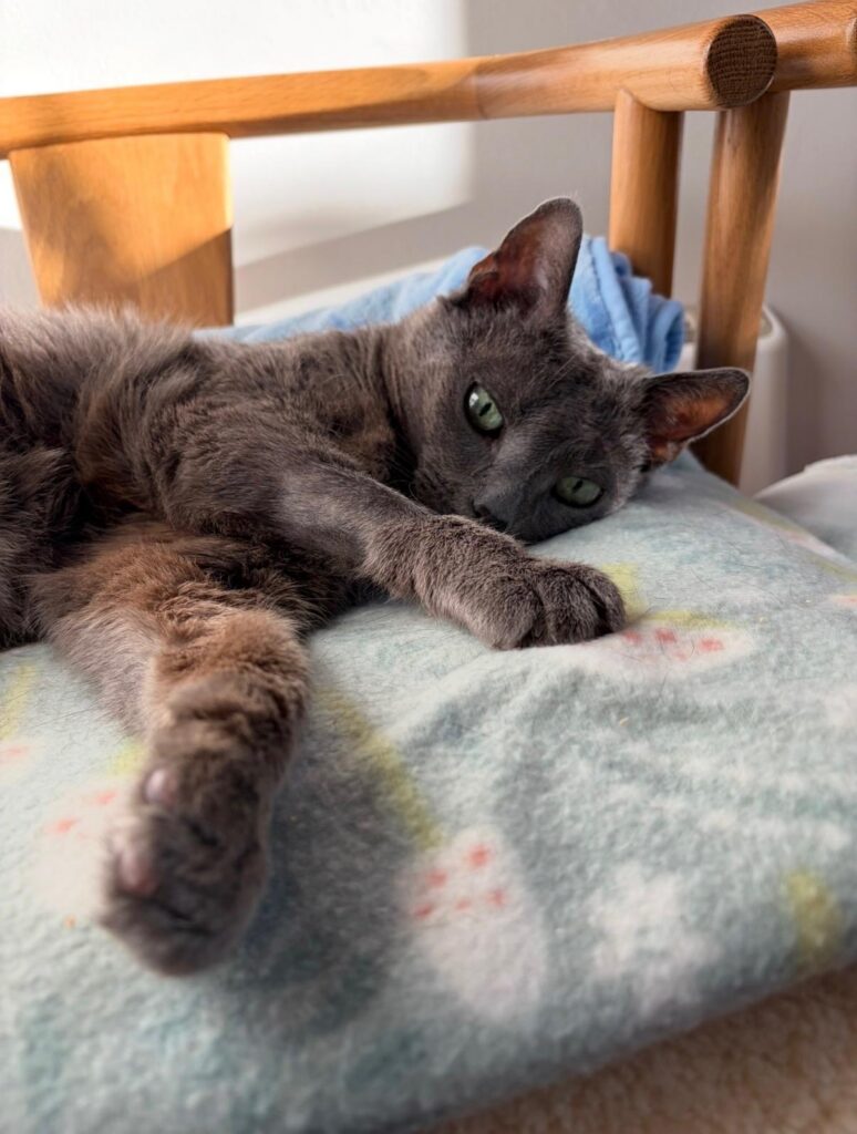 Featured Cat for Adoption or Foster: Meet Nala
